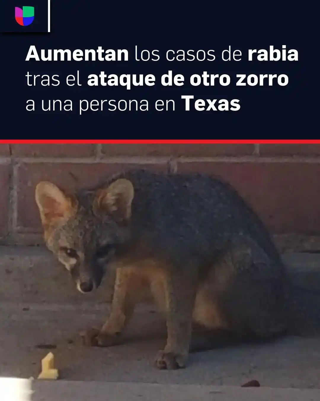 Image from Univision 62 Austin: Esto es lo que tienen en común todos los *ataques de zorro* registrado...