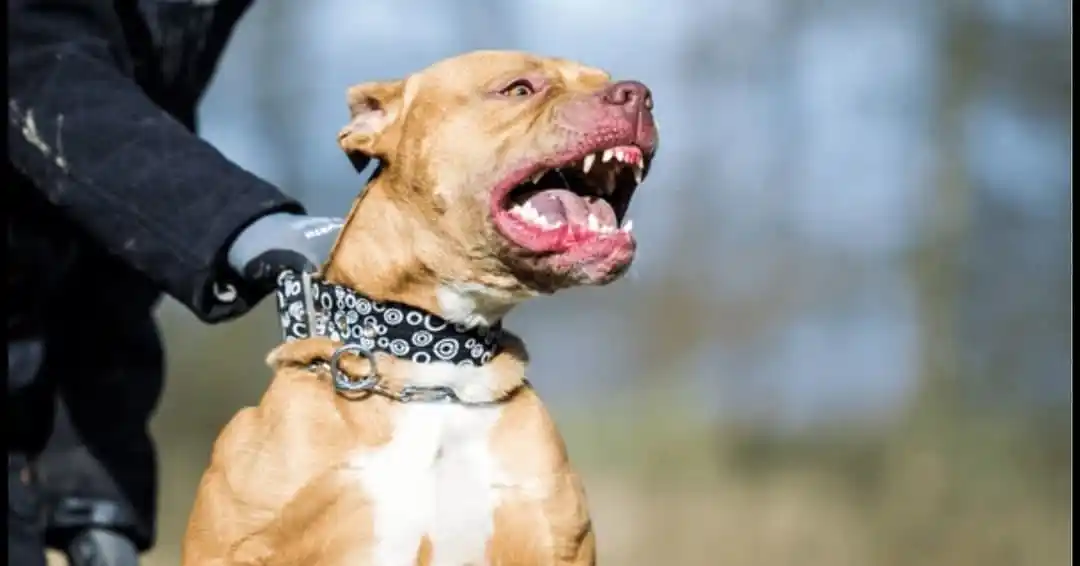 Image from Zoomic Media (1): The Bluffhill pitbull has been euthanised (killed) by the SPCA, which ...
