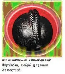 Image from ⪢┈ᗘசிவசக்திᗛ┈⪡: சாளக்ராம வழிபாடு சாளக்ராமம் என்பது முதுகில் கருங்கல் போன்ற பொருளுடன் ...