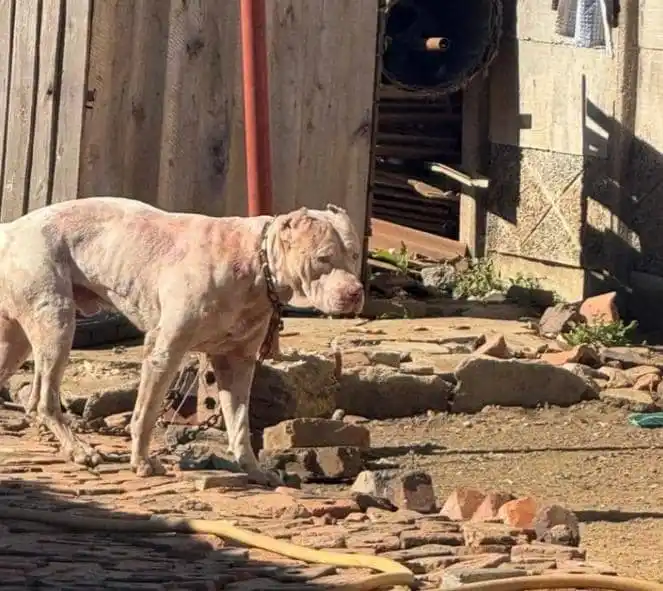 Image from The Voice Online News: *Calls grow to ban pitbulls in Zimbabwe* ____________________________...