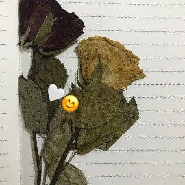 ☘️🌾🌿 روانشناسی 🌿🌾☘️ post
