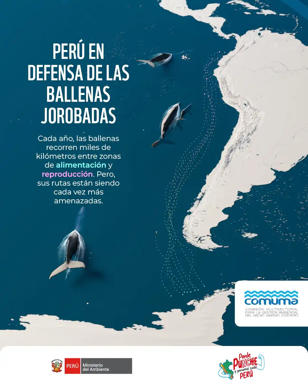 Image from Ministerio del Ambiente (Perú): 🐋✨ Las ballenas viajan miles de kilómetros, pero su camino está lleno...