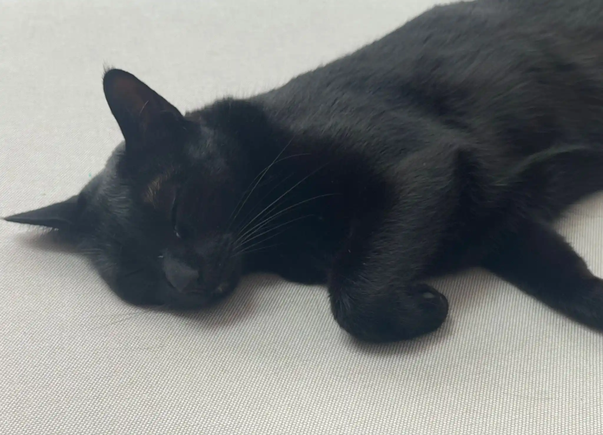 Image from nyx & shuu ⭐️: Nyxi 💤...