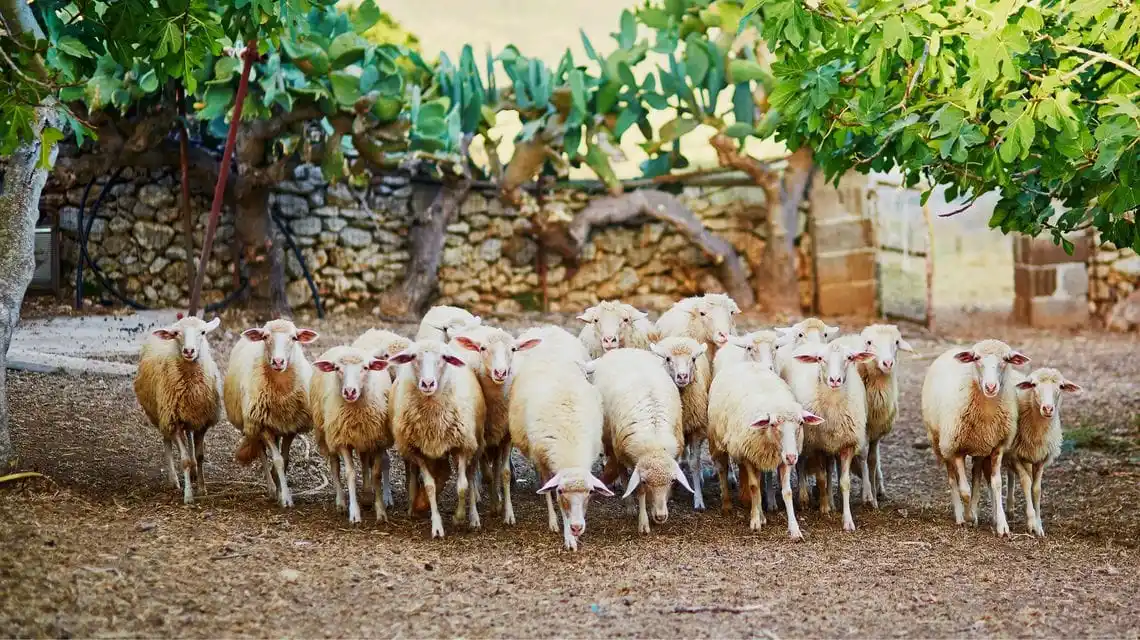 Image from Aristanis TV: Sardegna, prevenzione Blue Tongue: via libera a vaccini e fondi per le...
