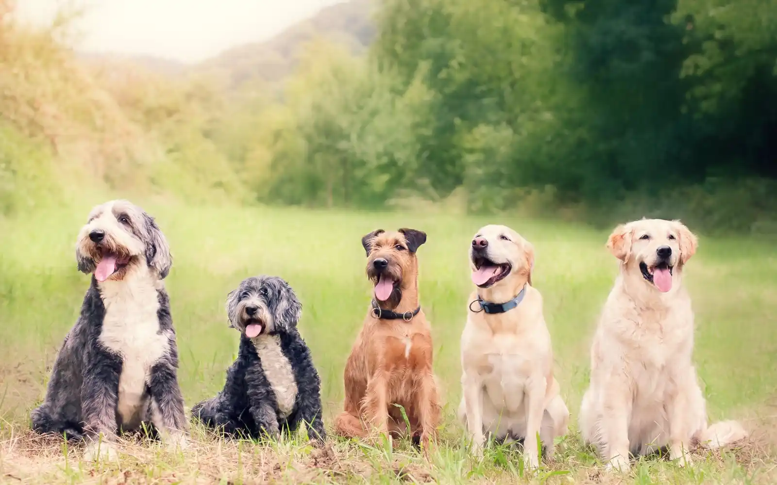 Image from Radio Vest : 🐶💰 Wie viel Hundesteuer kassieren die Städte im Kreis Recklinghausen...