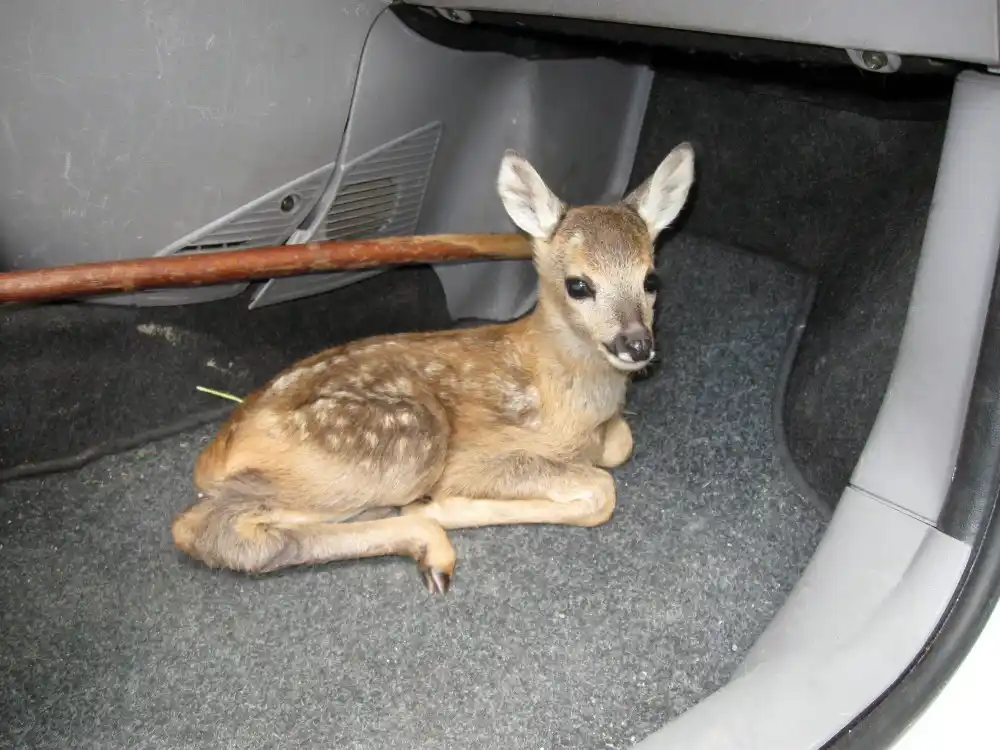 Image from Prima Bergamo: *Wwf Valpredina: «Attenzione durante il taglio per il fieno, tre cucci...