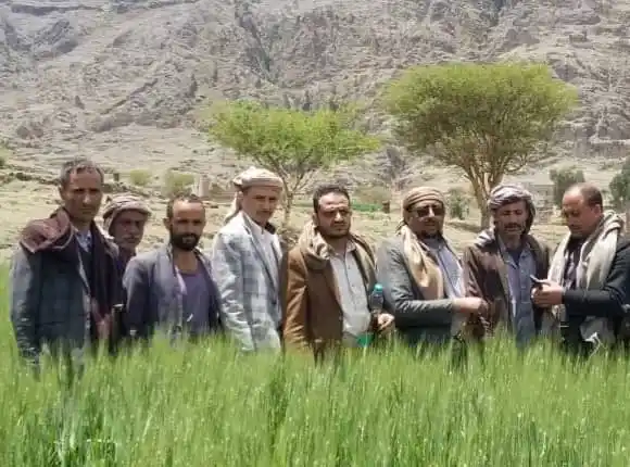 Image from الاعلام التعاوني الزراعي: الجمعية النموذجية بيريم تدشّن حصاد القمح ضمن مشروع إنتاج البذور المحسّ...