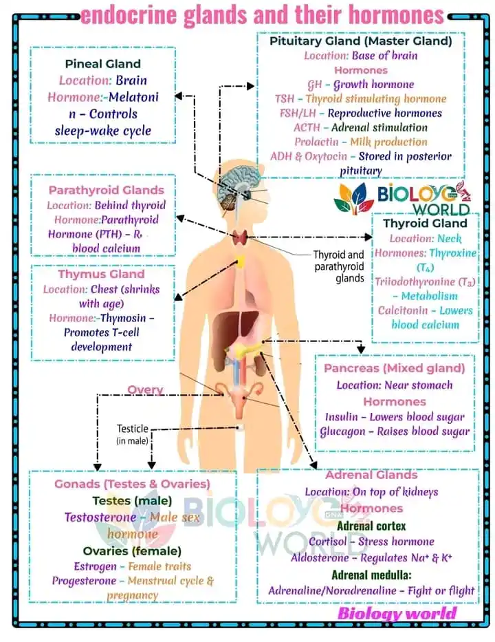 Image from معلومات طبی و اعلانات کاریابی: 🧠💧Endocrine Glands: Tiny Organs, Powerful Hormones! They control gro...