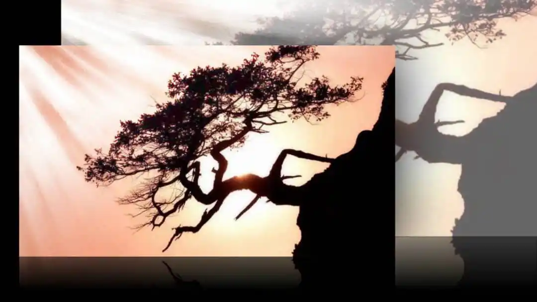 Image from 🥺 ℭœur 𝔅risé 💔😓 ℭonseil 🫵 𝔏eçon 𝔇e 𝔙ie 🌹𝔐otivation 🧠: *La parabole du vent et de l'arbre* _Un vent fort se vantait devant...