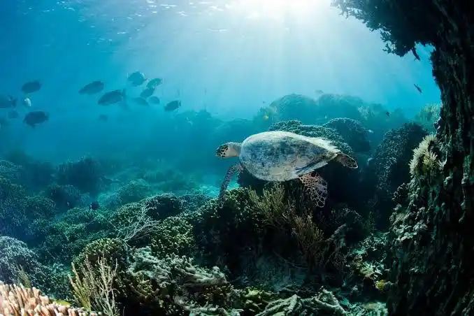 Image from ECOSBio-News⚖️: *le 08 juin : JOURNÉE MONDIALE DES OCÉANS !* *Faire vivre ce qui nous...