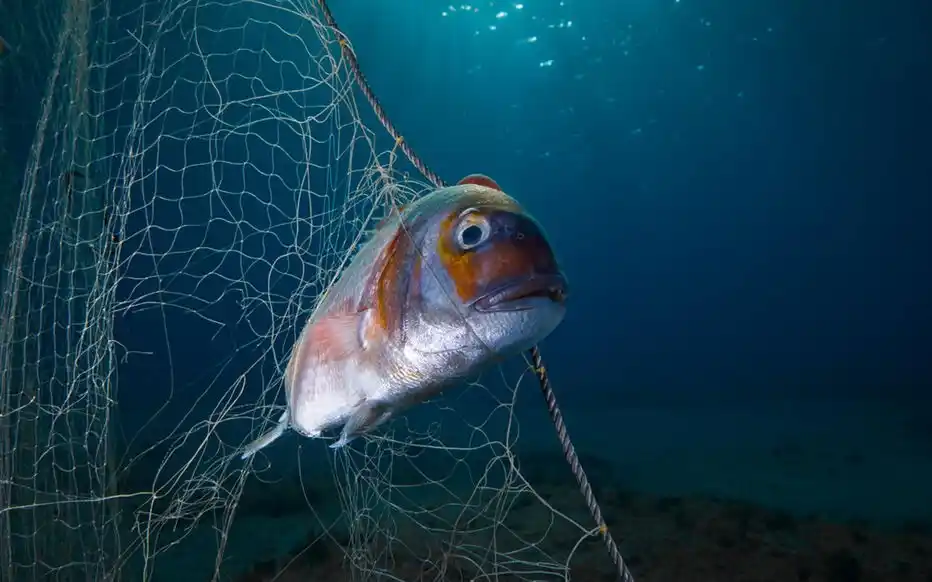 Image from Le Parisien: 🐳 *Le monde au chevet des océans* 🔴 *Des grands fonds en danger.* Q...