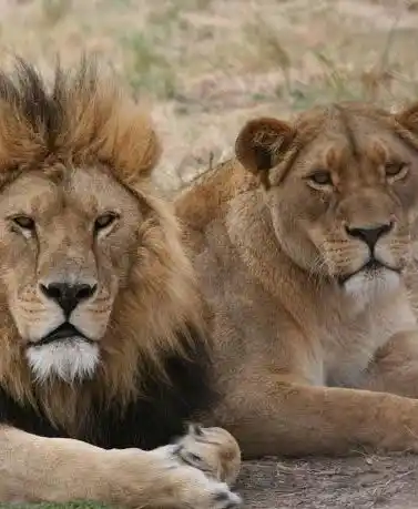 Image from INFOS7.CD: Lubumbashi : Une opération de localisation et de capture de deux lions...