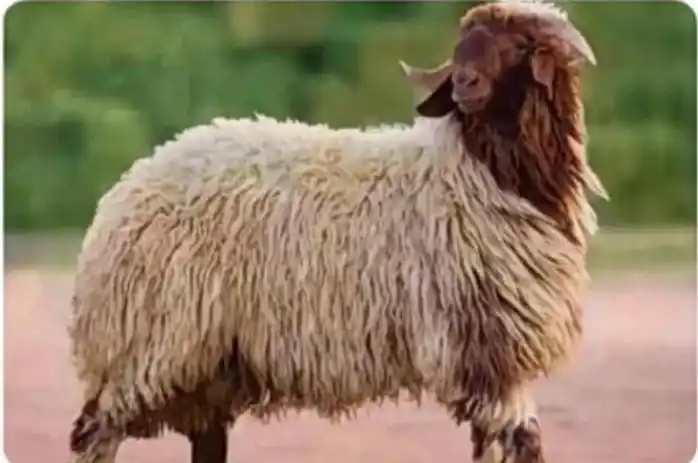 Akbar_Al.Athari post