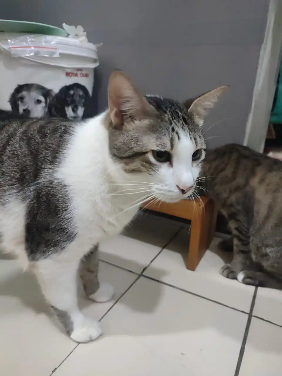 Image from Bub N Gang,,: Syp itu yg mm🥶🐠 emot ushi,,...