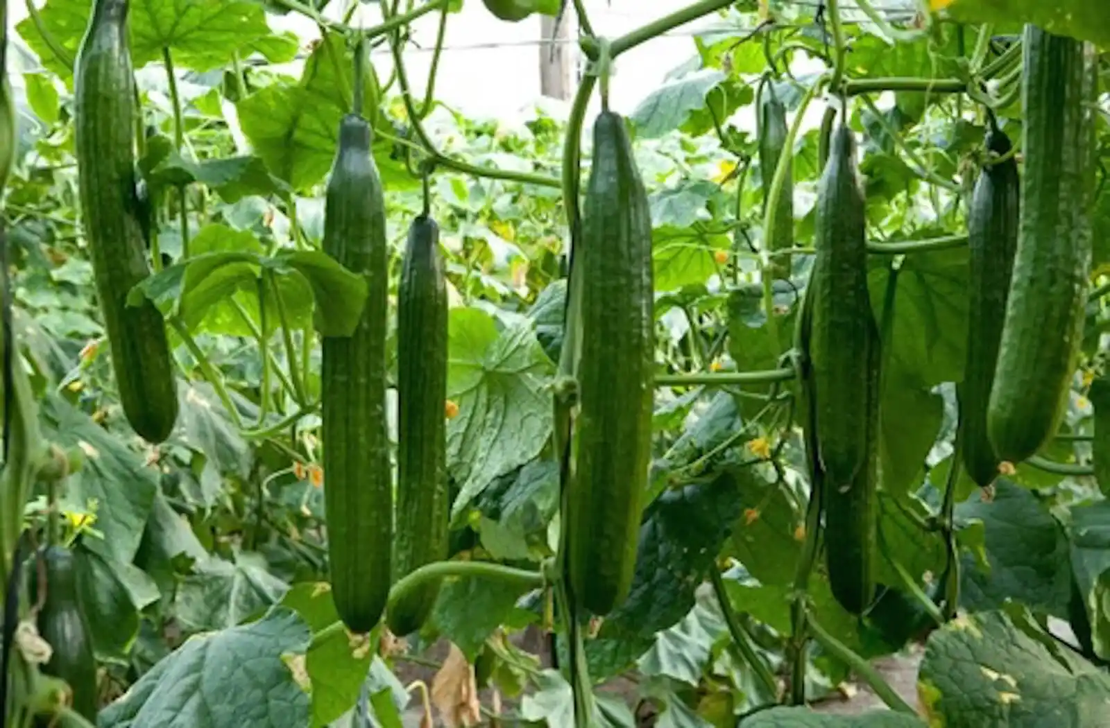 Image from Agrirocket Engineering Channel: π»ππππ
ππ π»ππ: πͺππππππππ₯ πππππππ Opt for cucum...