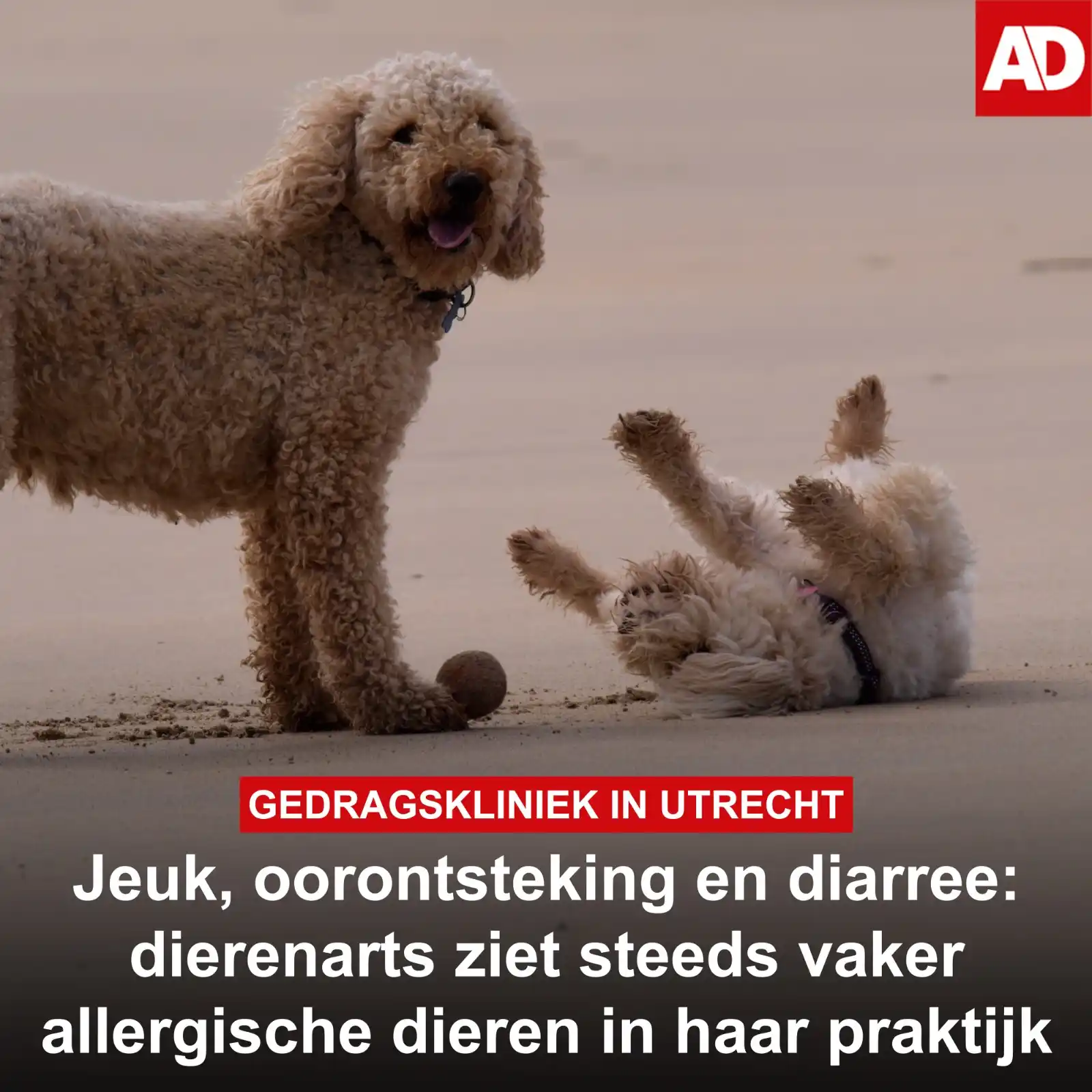 Image from AD Utrecht: Dieren met heftige jeuk, *oorontstekingen* of anaalklierproblemen: die...