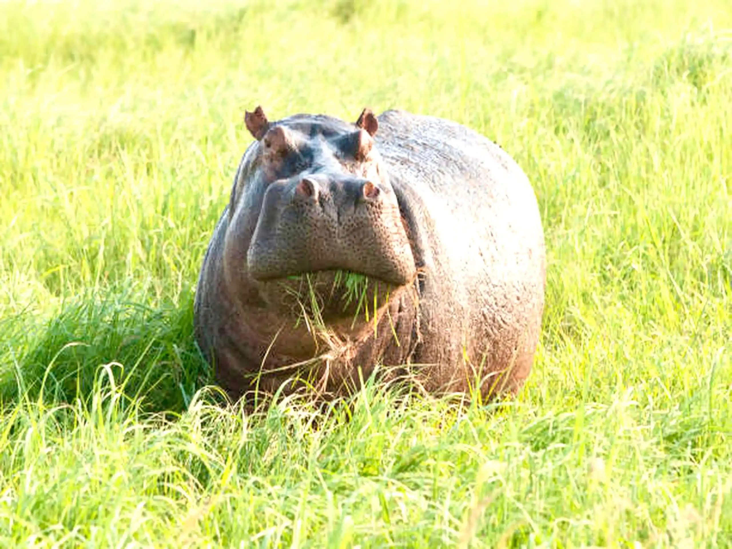 Image from Tanzania National Parks: *Je, wajua ulinzi imara wa maliasili* ndio kichocheo kikubwa cha baadh...