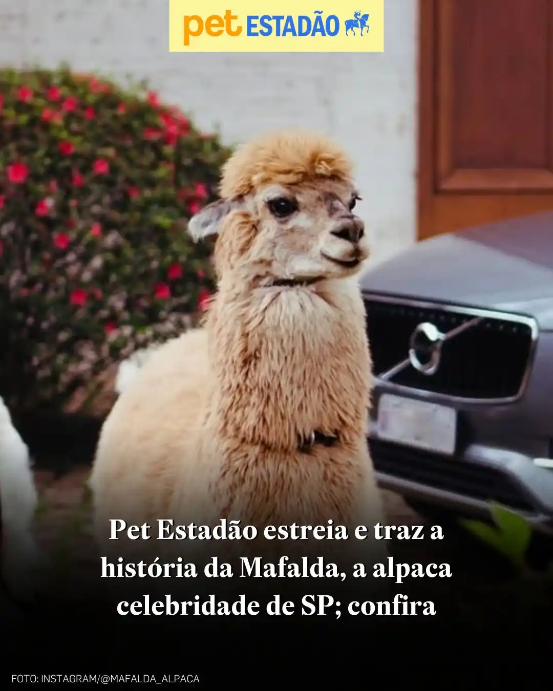 Image from ESTADÃO | Notícias do Brasil e do mundo: 🦙Conheça a história inspiradora de Mafalda, a alpaca influencer de Sã...