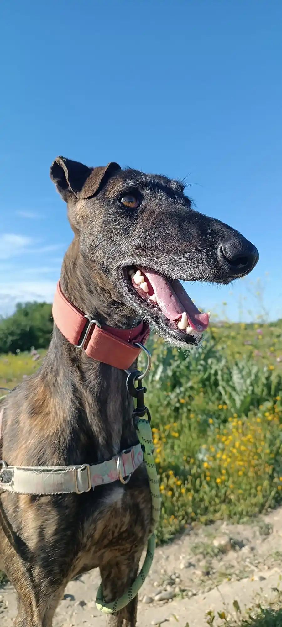 Image from Galgo Español España: ¡¡¡Chicos!!! Venga esos bodys 🥸😍... Que se aproxima el verano y el c...