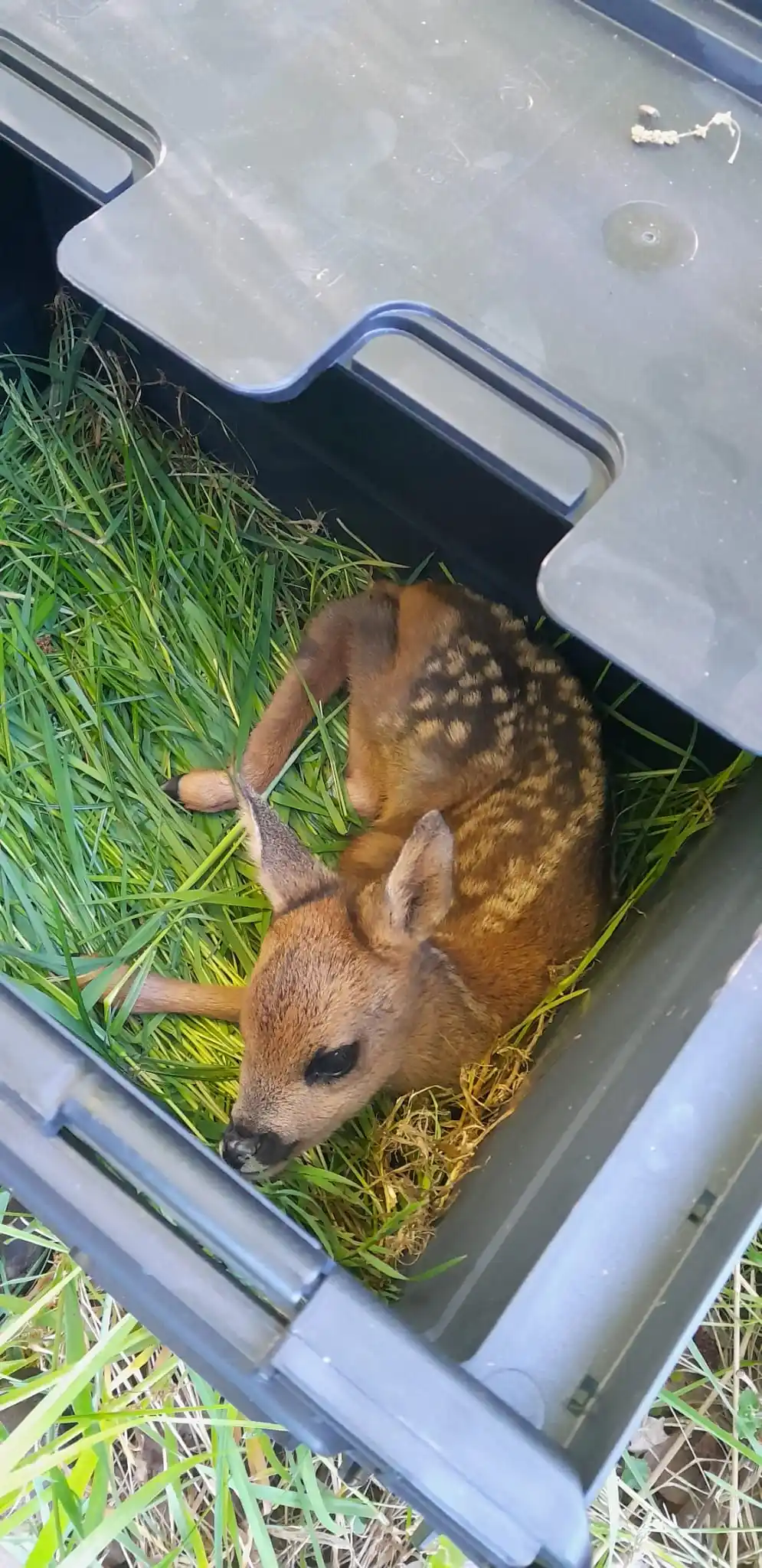 Image from Johanna berichtet: Amt Hohner Harde: Kitzrettung...danke an alle Helfer! Schickt mir eure schönsten Bilder!...