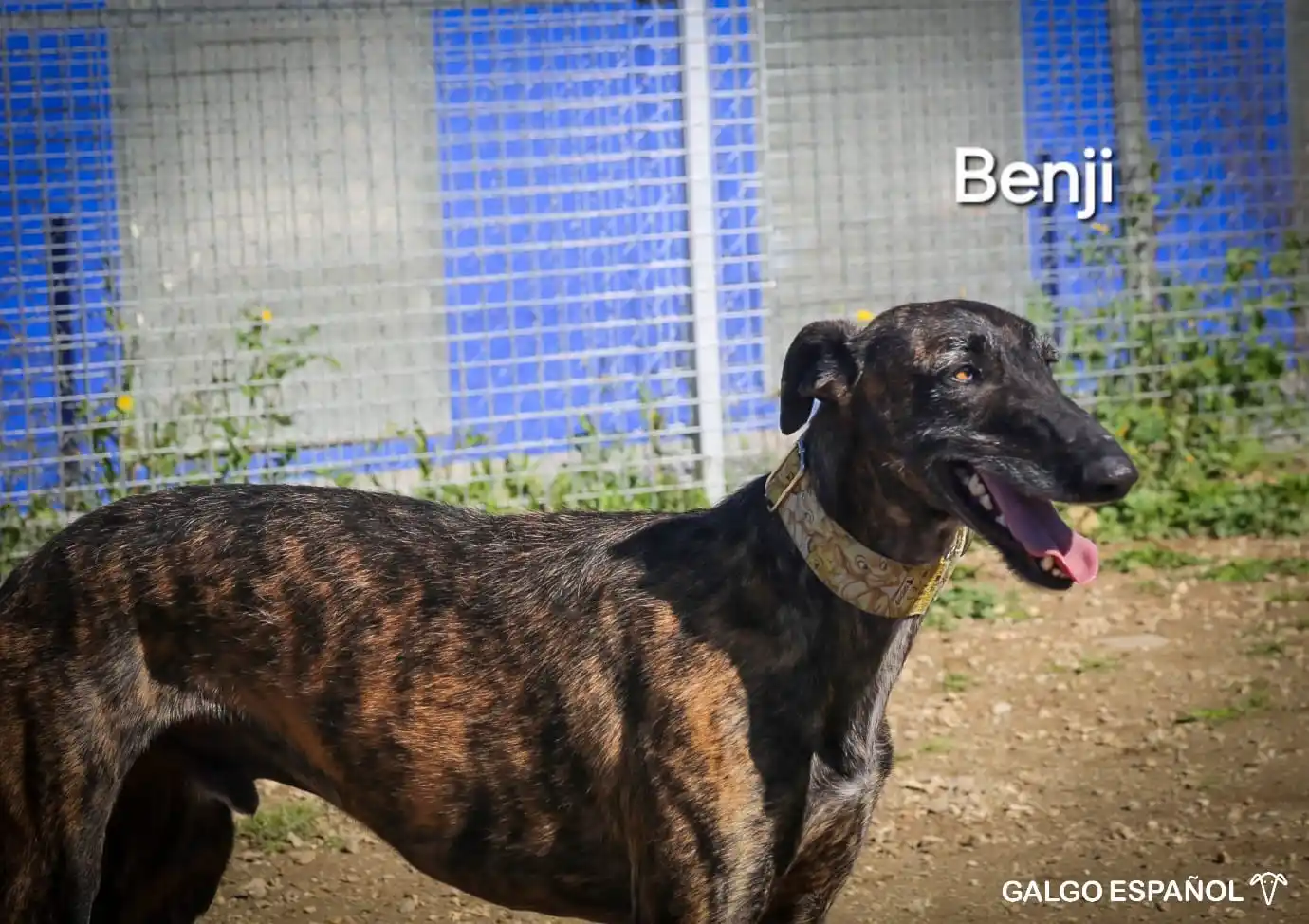 Image from Galgo Español España: 𝗡𝗼𝗺𝗯𝗿𝗲: Benji 𝗙𝗲𝗰𝗵𝗮 𝗲𝗻𝘁𝗿𝗮𝗱𝗮: 28/03/2024 𝗦𝗲𝘅𝗼: ...