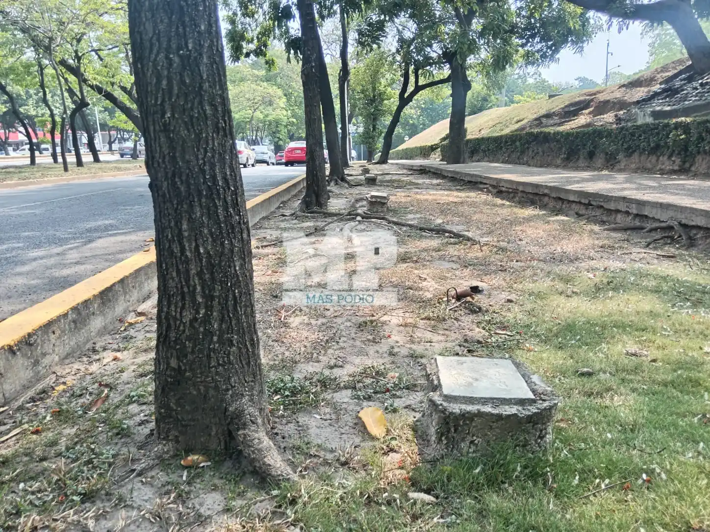 Image from Más Podio Noticias: Reforestación hecha por estudiantes en los años 80's en el parque Tomá...