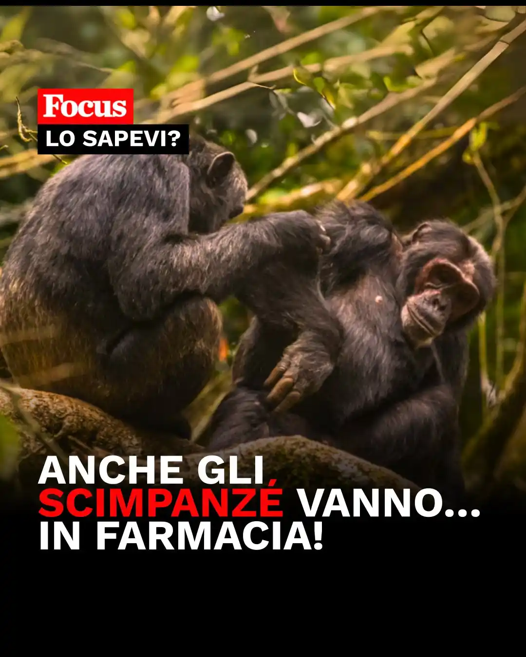 Image from Focus: 🩹🦧 Anche gli scimpanzé praticano il pronto soccorso! In alcune fores...