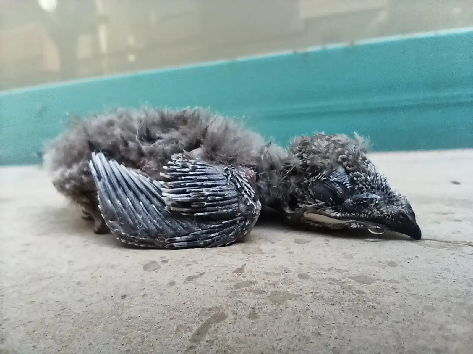 Image from 🦩ANSE, Asociación de Naturalistas del Sureste 🍁: ⚠️ *¡Atención! La ola de calor afecta a la biodiversidad* 🐦 Durante ...