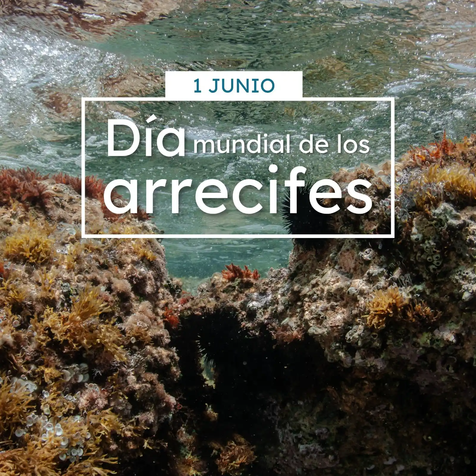Image from 🦩ANSE, Asociación de Naturalistas del Sureste 🍁: 🦪Ayer, 1 de Junio, celebramos el *<a class="text-blue-500 hover:under...