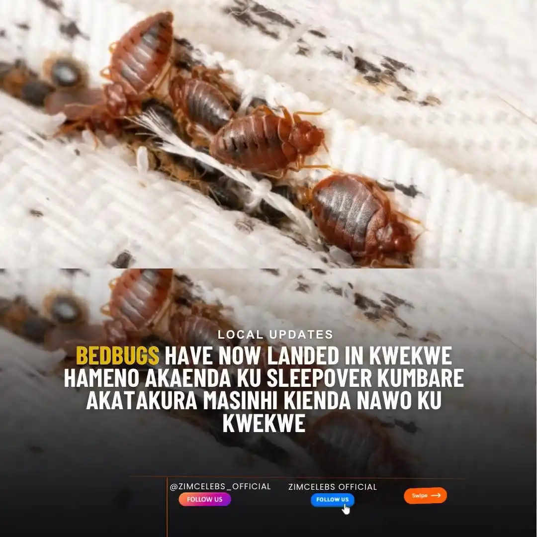 Image from ENTERTAINMENT HUB😅: *📰Bed bugs invade Bulawayo… Residents suffer as infestation spreads* ...