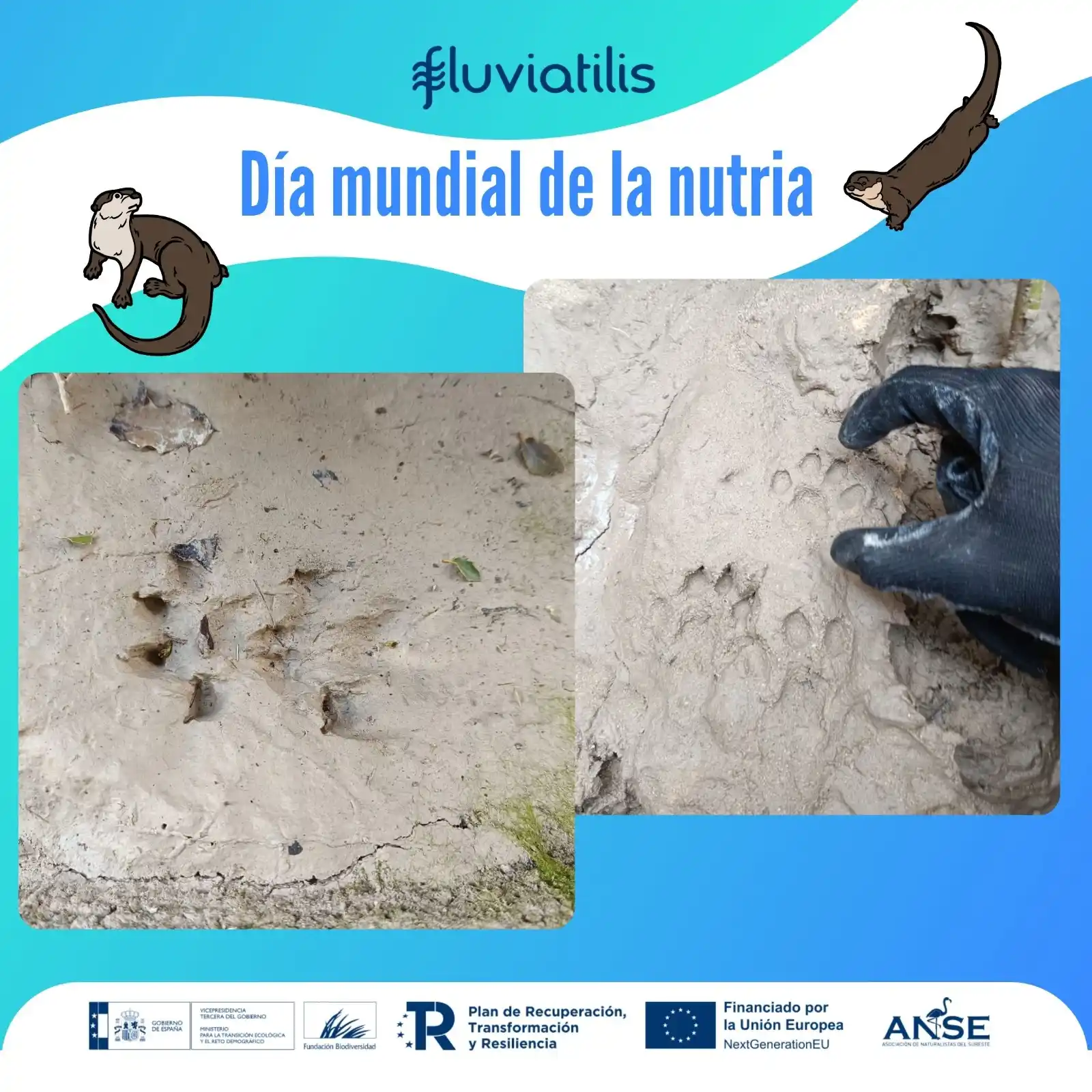 Image from 🦩ANSE, Asociación de Naturalistas del Sureste 🍁: 🦦 *<a class="text-blue-500 hover:underline cursor-pointer" href="/has...