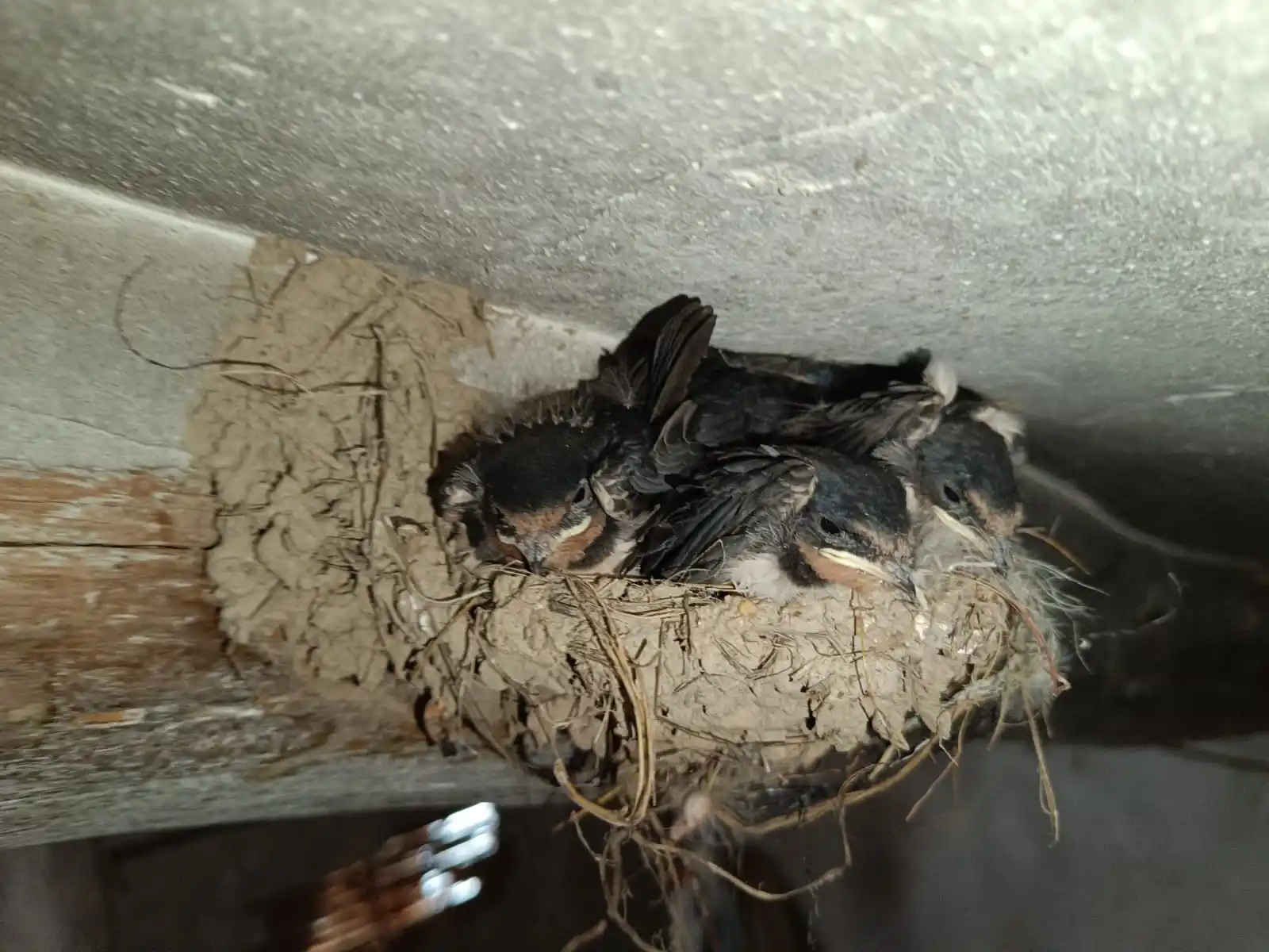 Image from 🦩ANSE, Asociación de Naturalistas del Sureste 🍁: 🏚️ *Las golondrinas han encontrado refugio en una casa abandonada den...