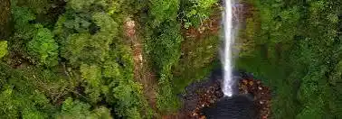 Image from Global Grants And Opportunities For Africa: *_Call for Applications: Rainforest Trust Conservation Grants_* Oppo...