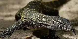 PITIA AFRICA TOURS & SAFARIS post