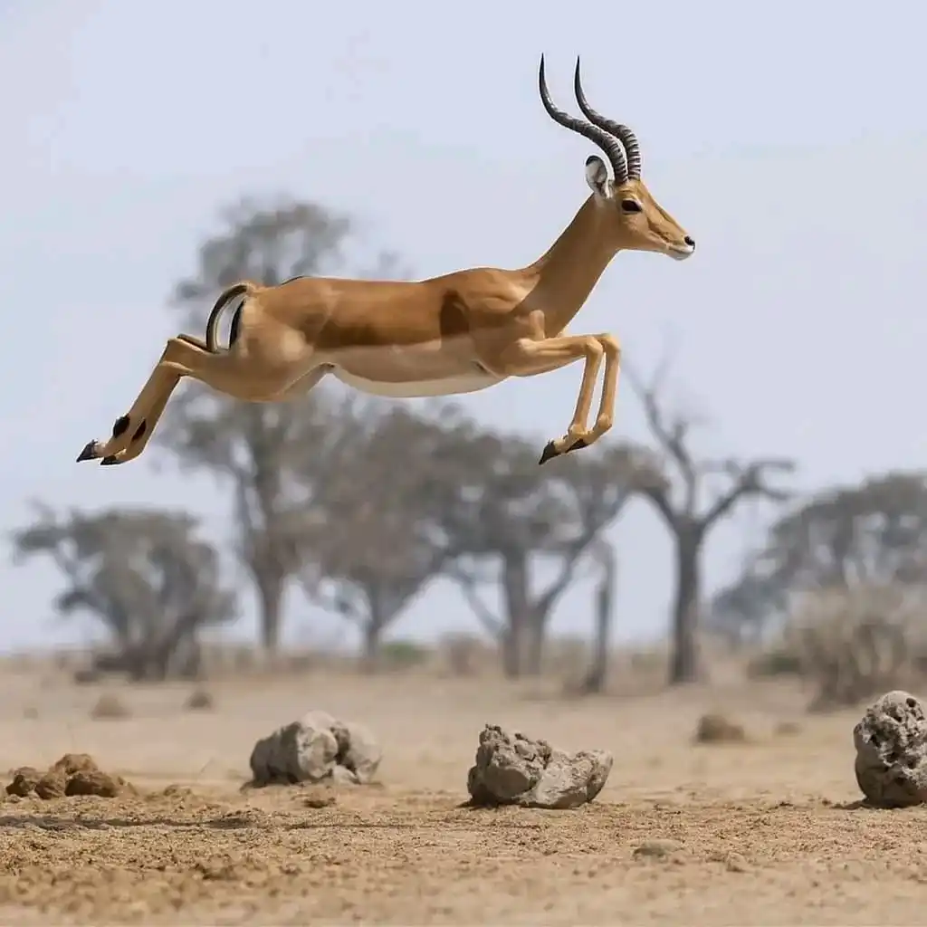 Image from PITIA AFRICA TOURS & SAFARIS: *Gravity? Never Heard of Her* . ```Meet the Impala — Africa’s spring-...