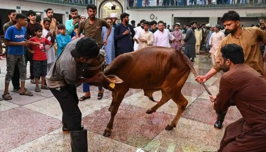 Image from Breaking News: *ترکیہ میں عید کے پہلے دن 14 ہزار سے زائد افراد قربانی کے دوران زخمی* ...