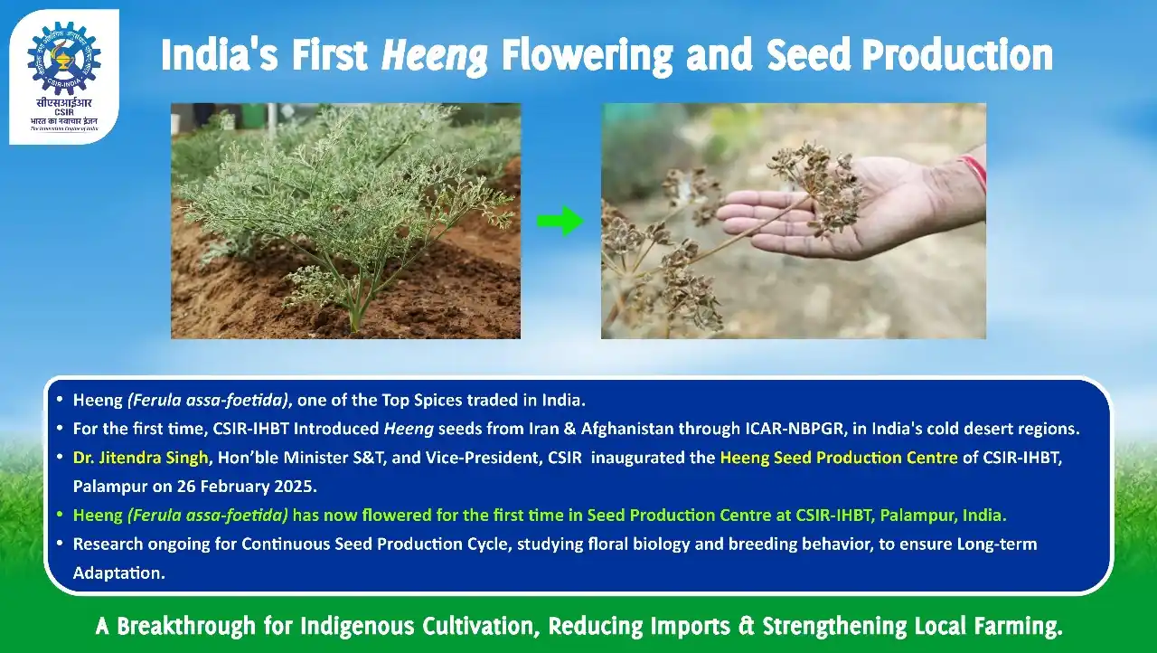 Image from CSIR India: *A major milestone by CSIR-IHBT, Palampur!* *Heeng* (_Ferula assa-foe...