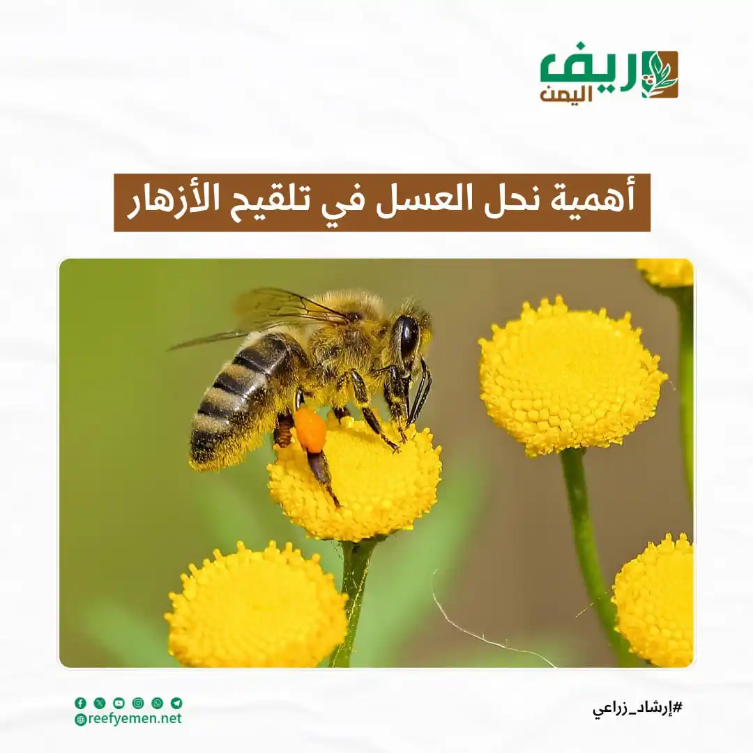 Image from منصة ريف اليمن: *أهمية نحل العسل في تلقيح الأزهار* وسط الحقول والمزارع، لا يلفت النظ...