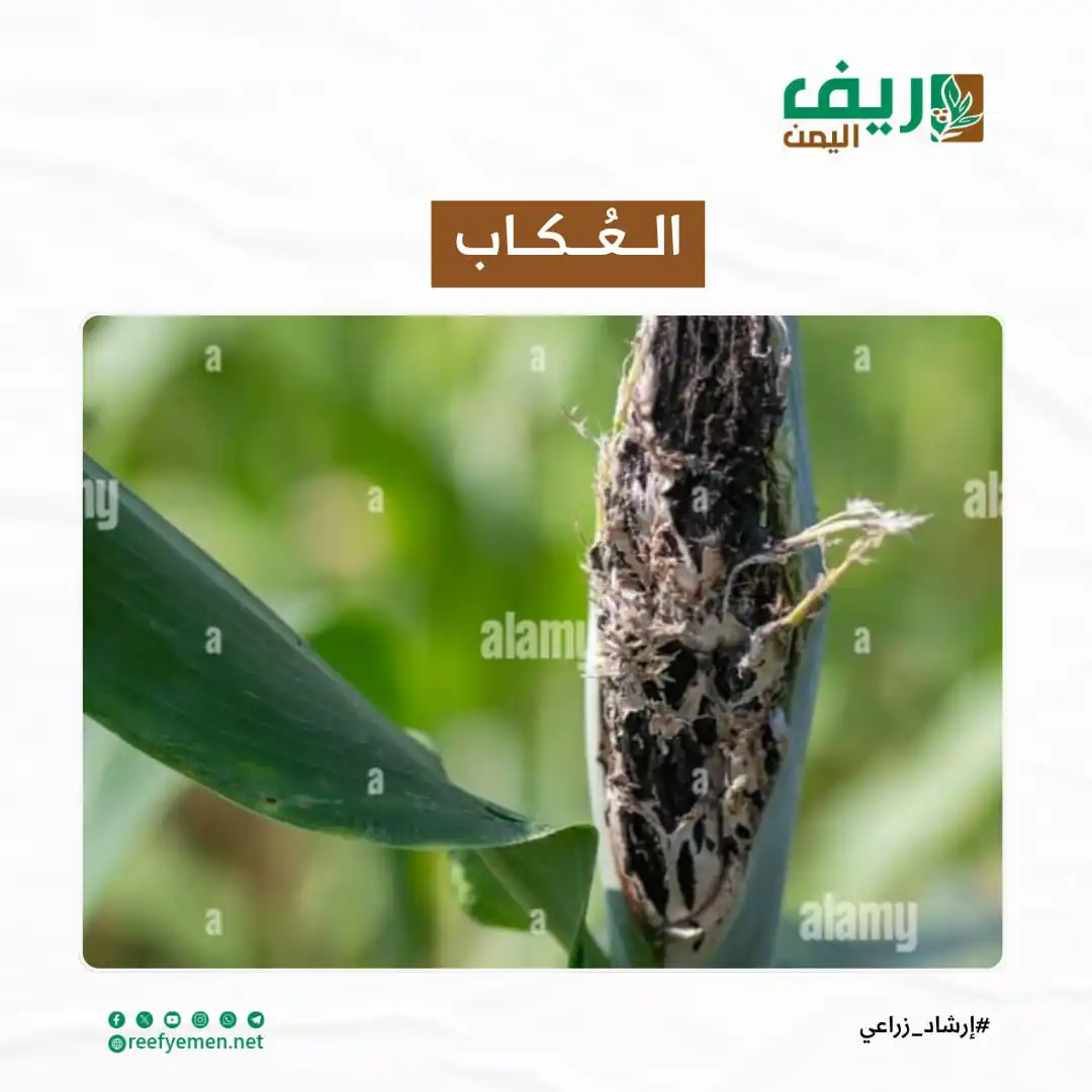 Image from منصة ريف اليمن: *الــعُـكــاب* يُعد العُكاب (أو الجعدب/الخومع) من أبرز الآفات الفطري...