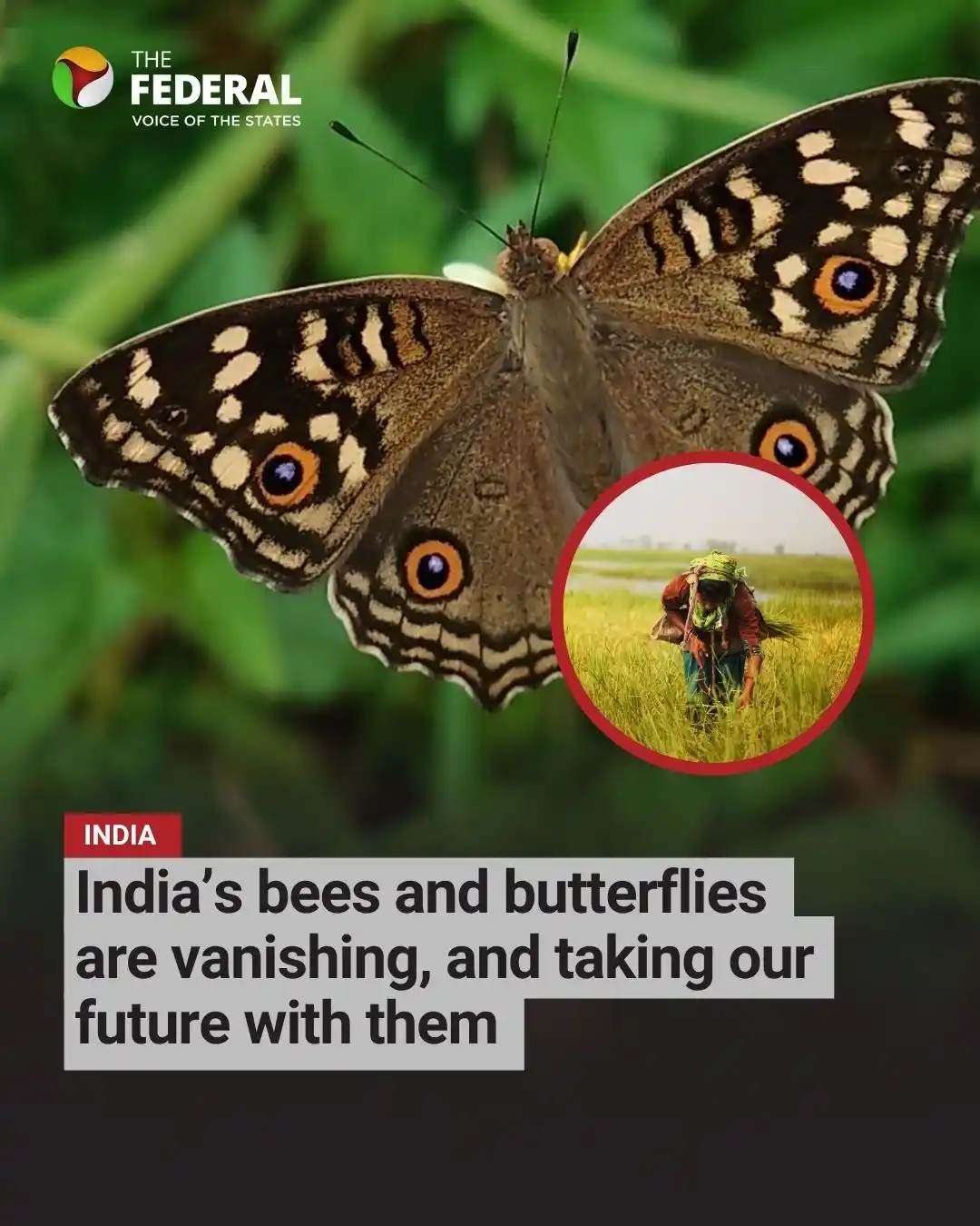 Image from The Federal: Features | India’s contribution to global pollination research remains...