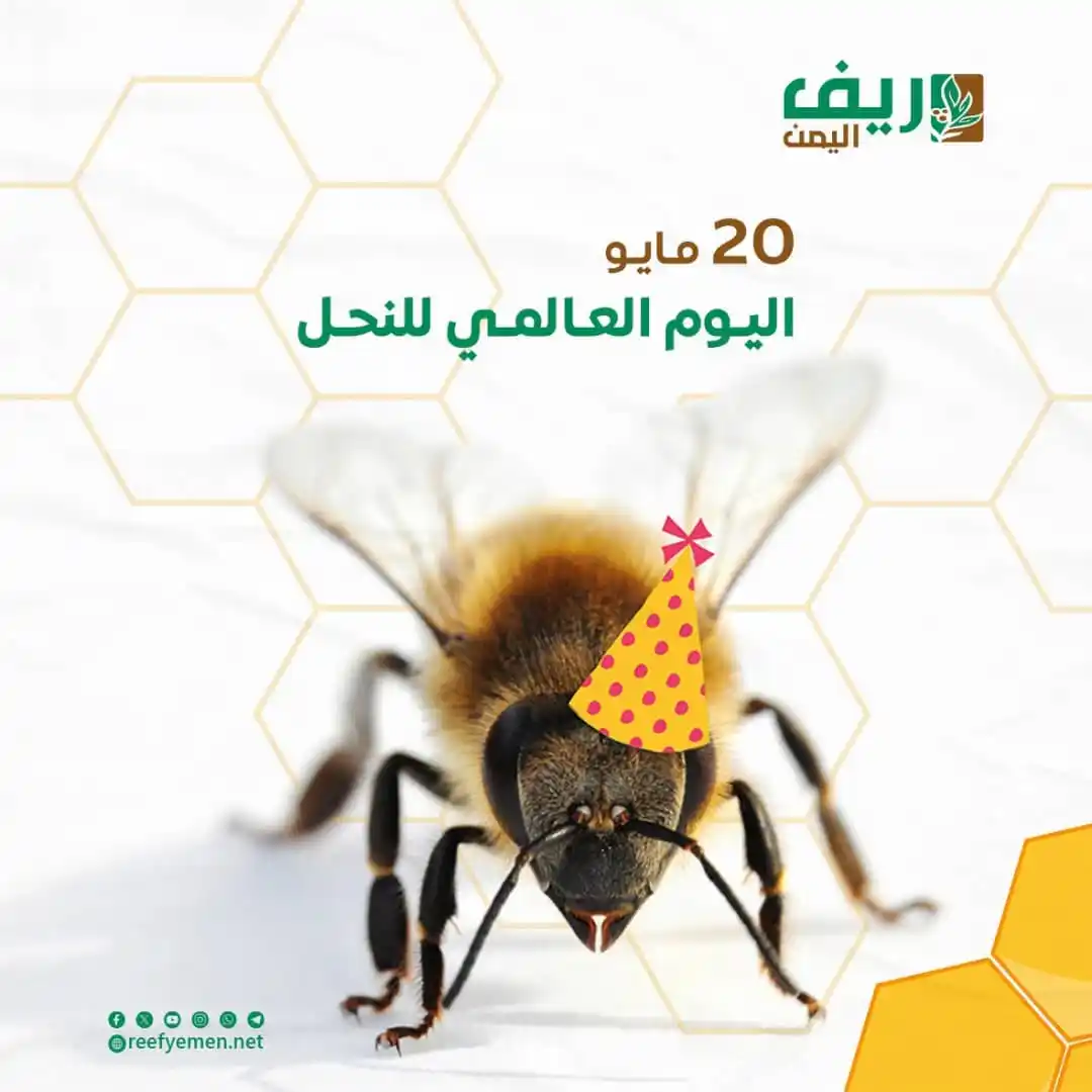 Image from منصة ريف اليمن: في اليوم العالمي للنحل، دعوة لزراعة الأشجار والنباتات الرحيقية في الحق...