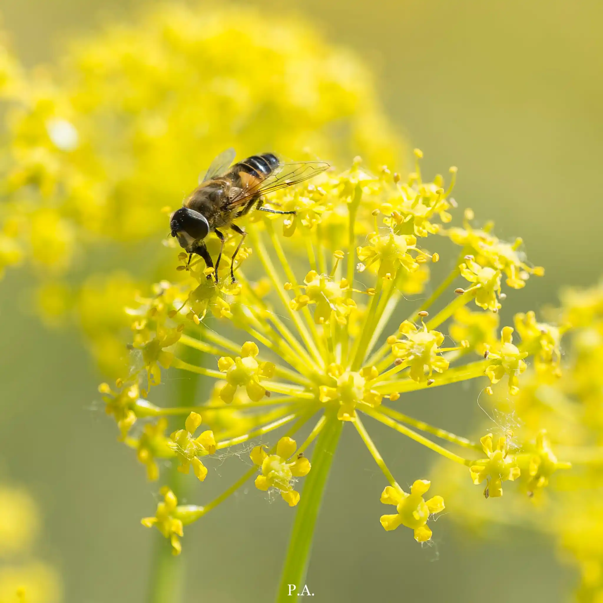 Salvemos Los Carriles post