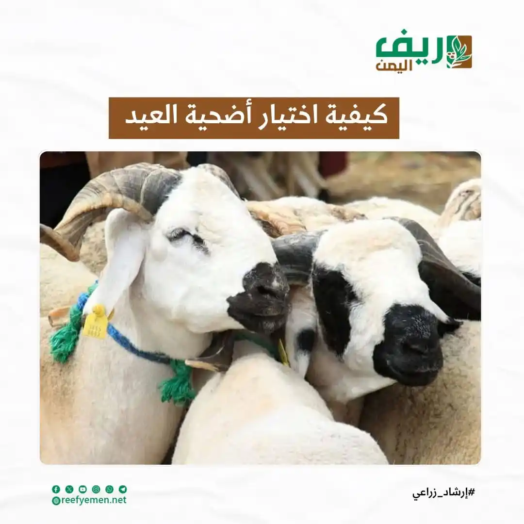 Image from منصة ريف اليمن: *"كيفية اختيار أضحية العيد"* مع اقتراب موسم عيد الأضحى، يبدأ الكثيرو...