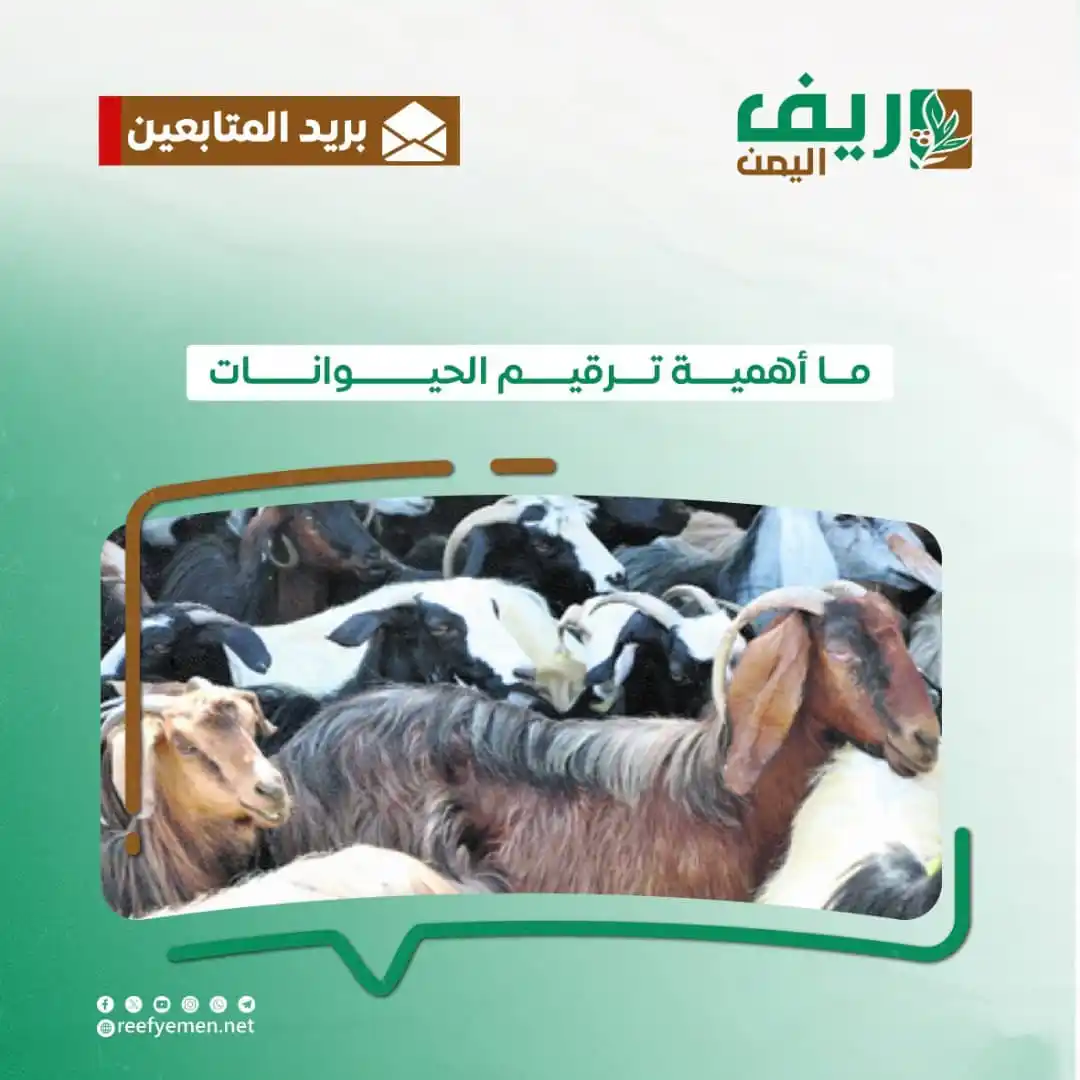 Image from منصة ريف اليمن: ما أهمية ترقيم الحيوانات؟ يُعد الترقيم من وسائل التربية الحديثة في ...