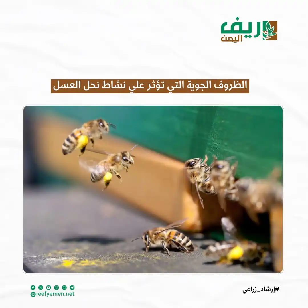 Image from منصة ريف اليمن: ماهي الظروف الجوية التي تؤثر على نشاط نحل العسل؟ يعتمد نشاط نحل العسل...