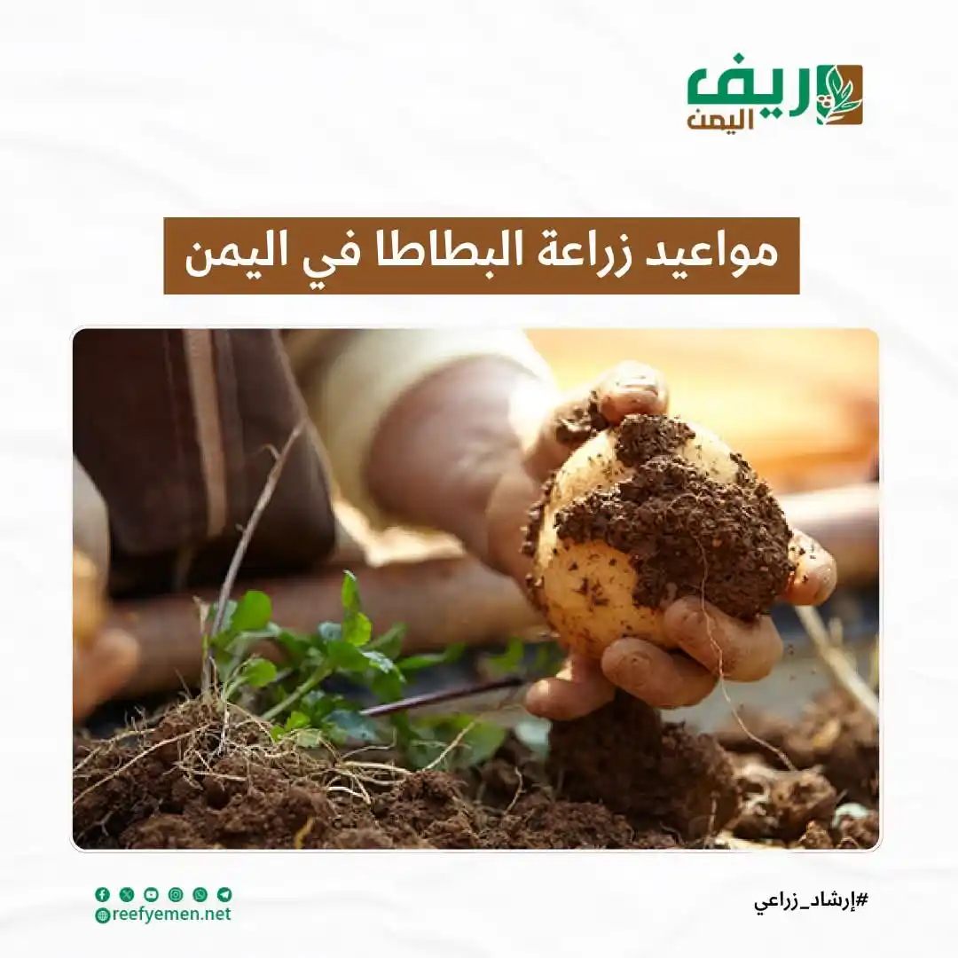 Image from منصة ريف اليمن: "مواعيد زراعة البطاطا في اليمن" تُعد البطاطا من المحاصيل الغذائية الأ...