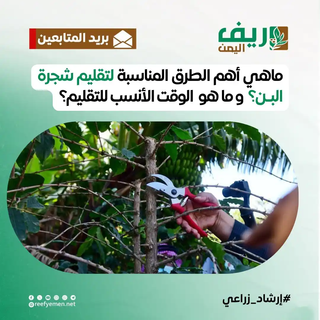 Image from منصة ريف اليمن: وردنا هذا السؤال من أحد المتابعين يقول: ما هي أهم الطرق المناسبة لتقلي...