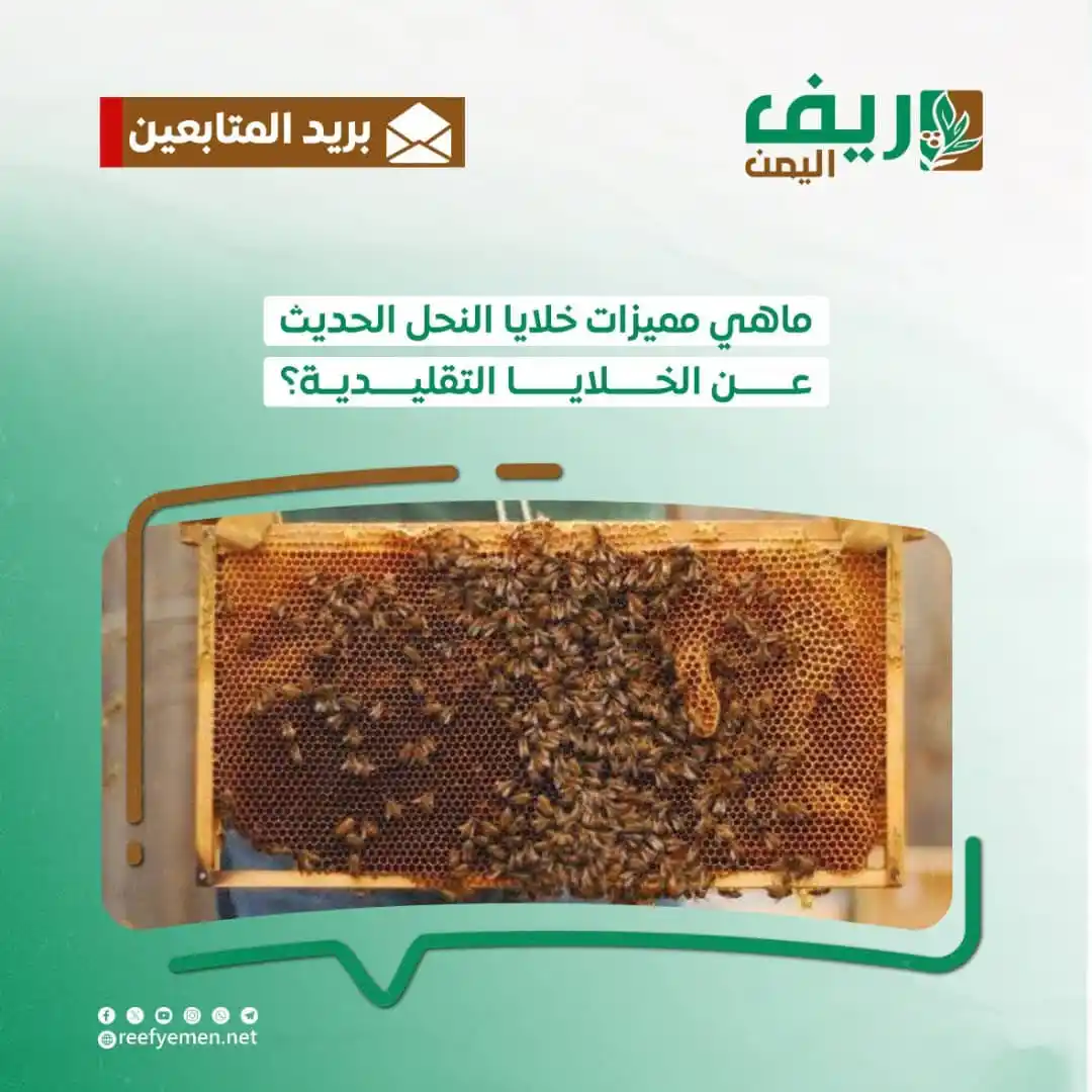 Image from منصة ريف اليمن: وردنا سؤال من أحد المتابعين: ماهي مميزات خلايا النحل الحديث عن الخلايا...