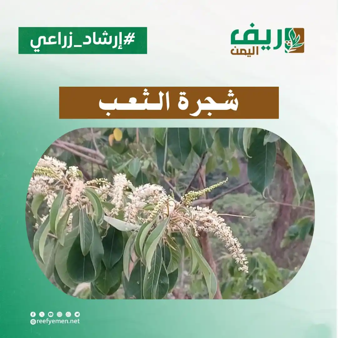 Image from منصة ريف اليمن: "شجرة الثُعب" موطنها الأصلي في قارة أفريقيا، وتنتشر حالياً في اليمن و...