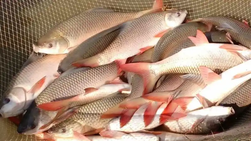 Image from Fishery.News: *๐๐ฎ๐ฉ๐๐ซ-๐
๐ข๐ฌ๐ก ๐๐๐ฏ๐จ๐ฅ๐ฎ๐ญ๐ข๐จ๐ง: ๐๐๐ฐ ๐๐จ๐ก๐ฎ & ๐๐๐ญ๐ฅ๏ฟฝ...